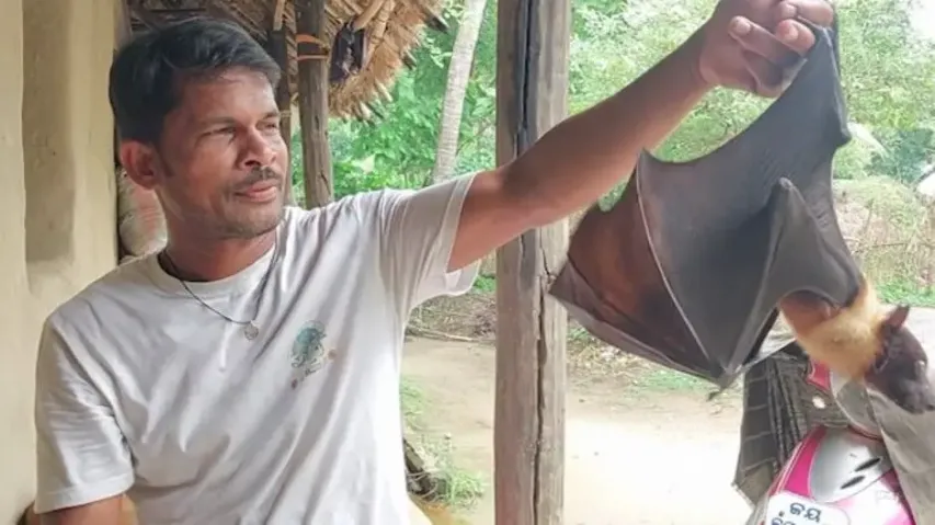 Bat shares fascinating relationship with Odisha man
