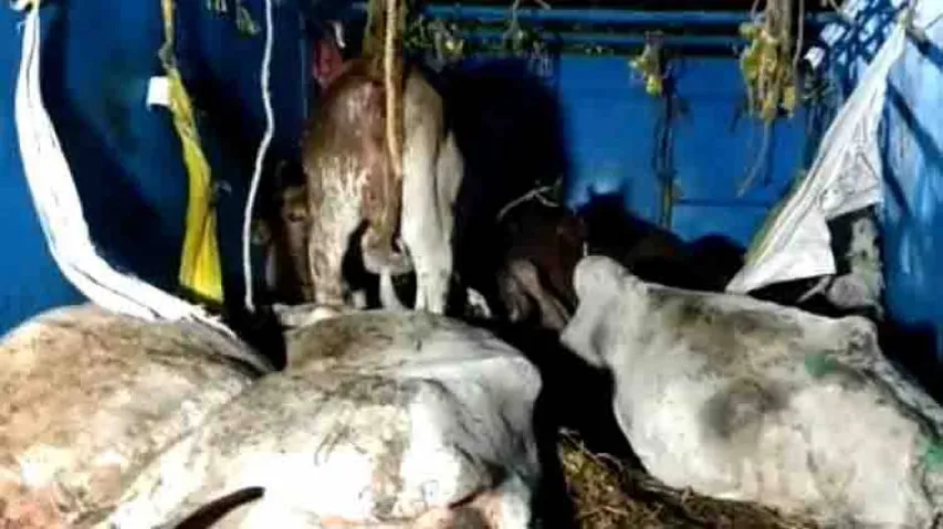 Vehicle carrying cattle set on fire