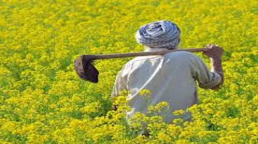 Agricultural insurance can have unwanted side-effects