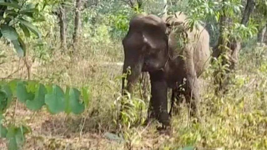 Forest officials save life of severely ill elephant in Athagarh