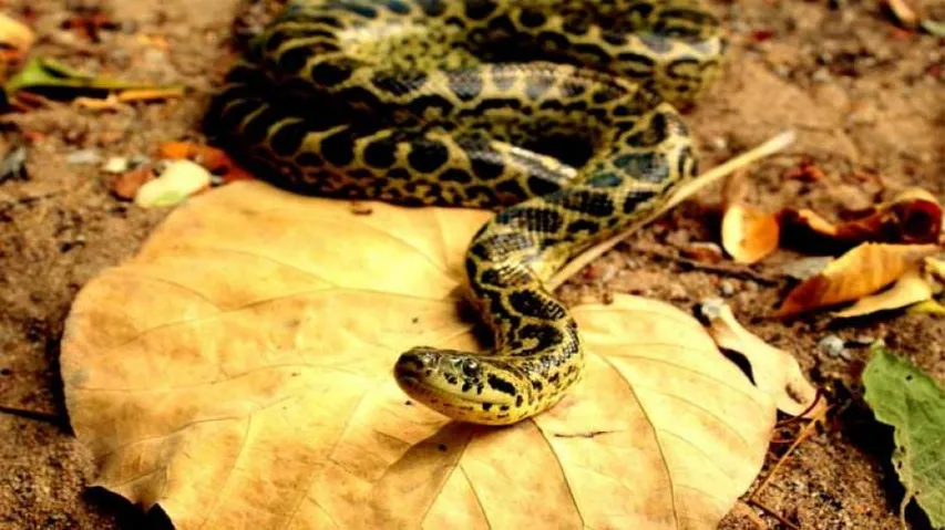 Second Anaconda Death In 3 Days At Nandankanan Zoo, 3 More Sick