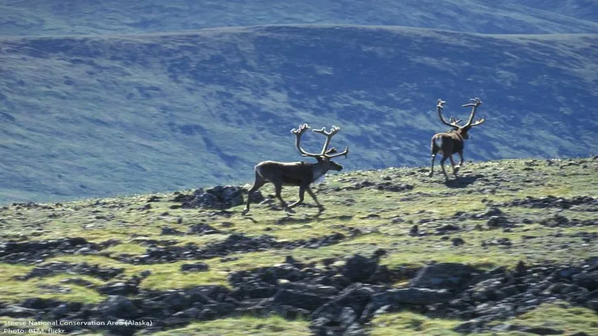 Spring coming sooner to Arctic due to climate change