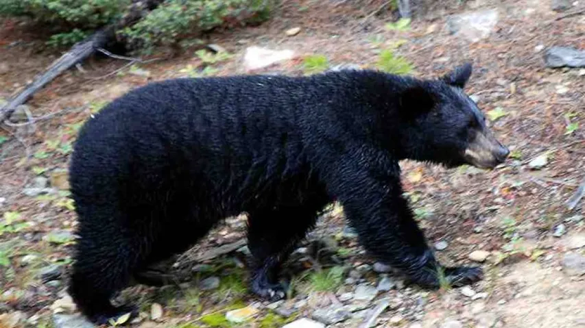Locals panic after bear strays into village in Nilagiri