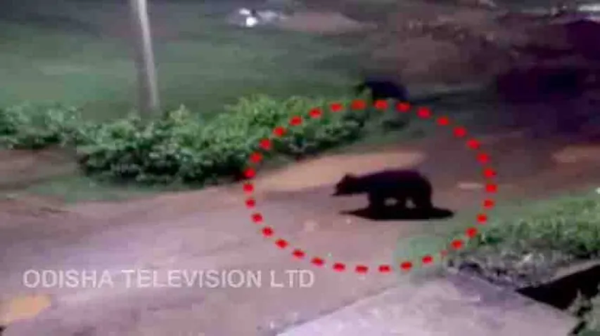 Wild bears roaming in Nabarangpur town since 15 days! Panic grips locals