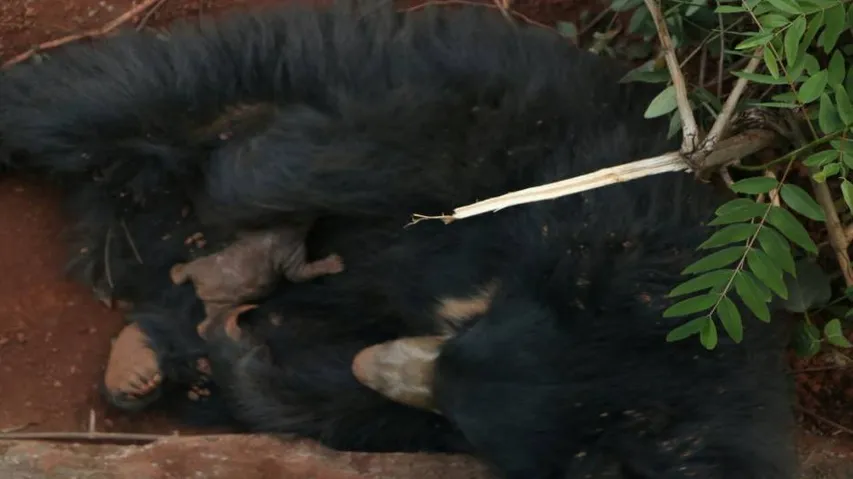 Nandanakan gets new member as Sloth bear 'Liza' delivers cub