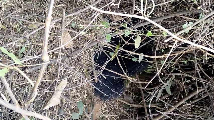 Bear triggers panic at VISA steel plant in Jajpur