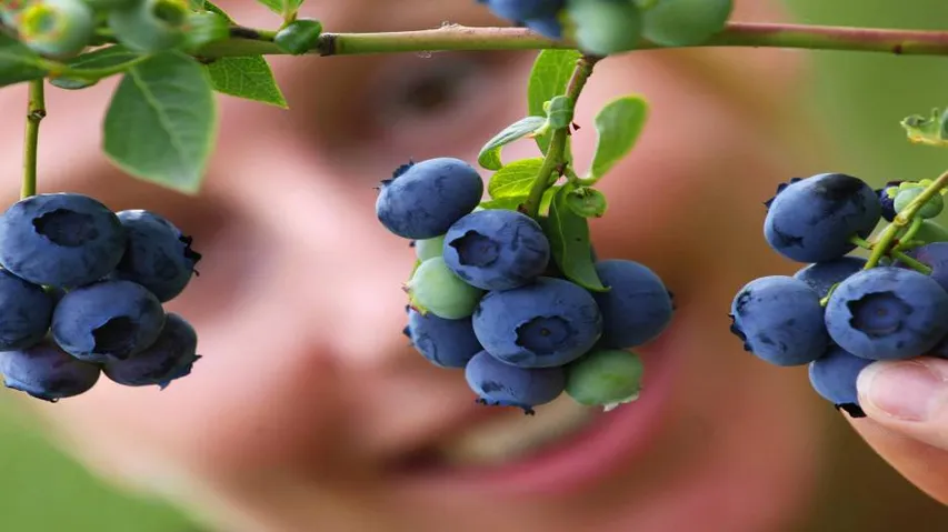 Eat blueberries while treating cervical cancer: Study