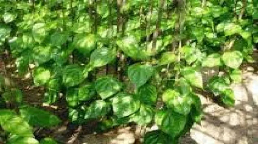 Betel vineyards come up again on ‘Posco’ land