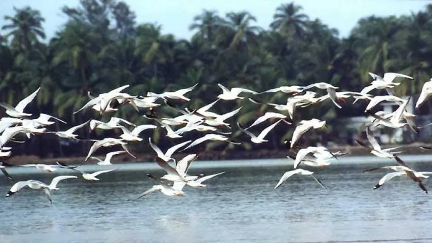Migratory birds arrive in Bhitarkanika National Park