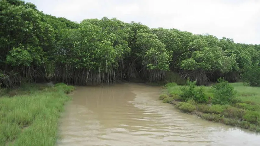 Odisha hopeful of world heritage tag for Bhitarkanika National Park