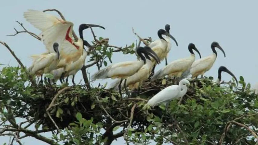 Rare birds sighted in Bhitarkanika