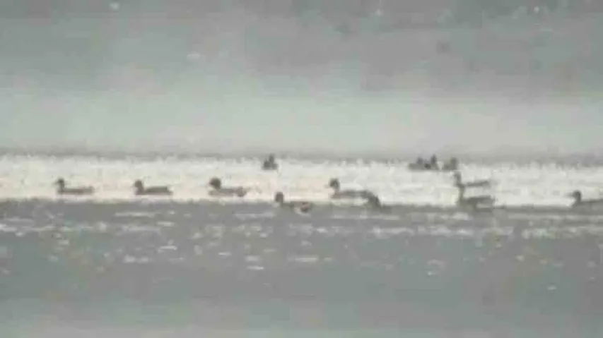 Bird count drops at Kolab reservoir in Koraput