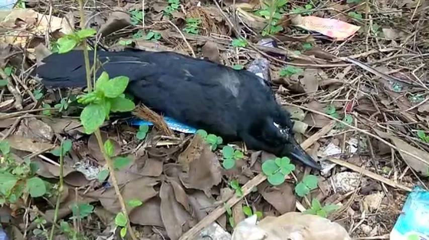 Bird flu scare again in Khurda’s Keranga