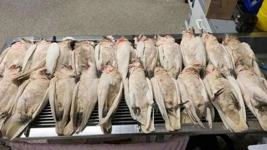 Birds suspected to be poisoned fell out of sky in Australia