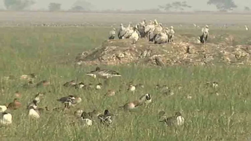 Poacher Arrested, 13 Bird Carcasses Seized In Odisha