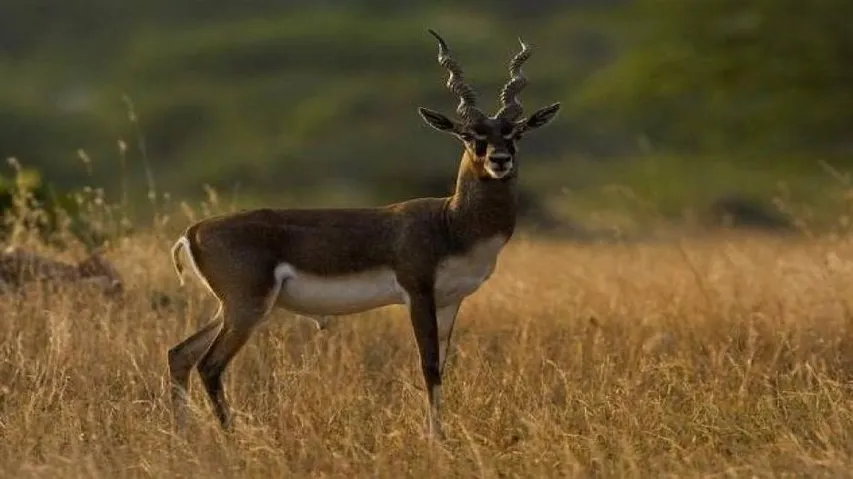 Op-Ed: Saving Wildlife the Ganjam Way