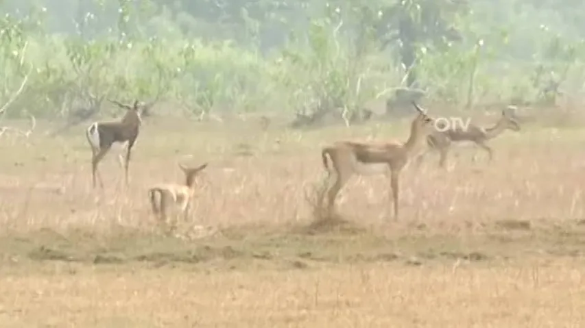 Odisha villagers seek better conservation measures for blackbucks