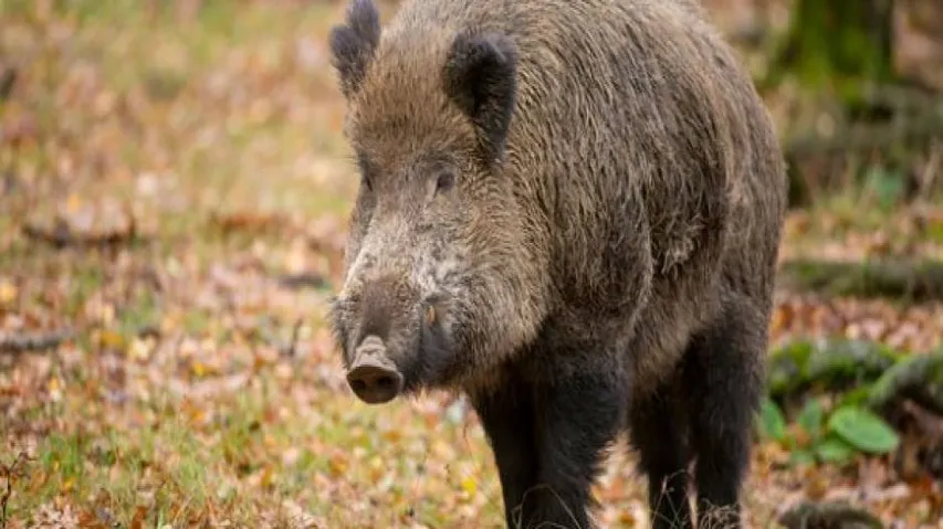 Wild boar hacked to death