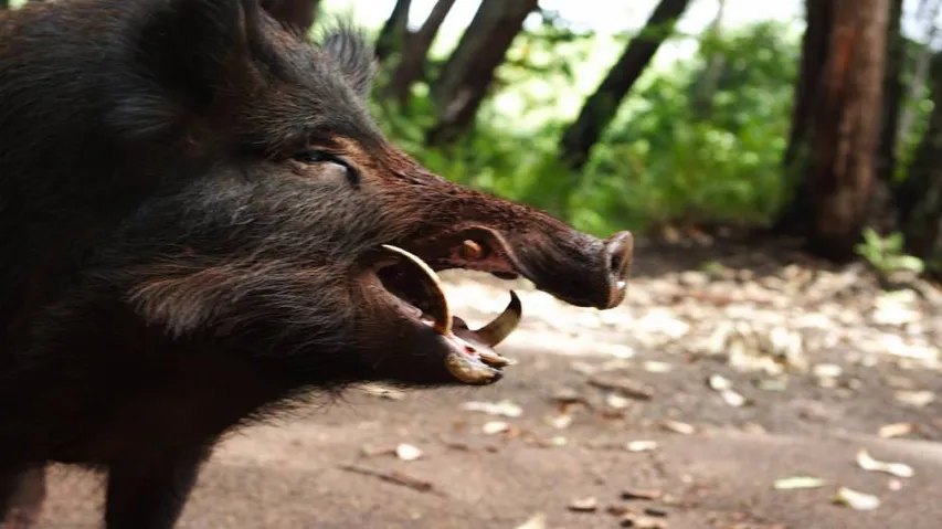 Two injured in wild boar attack