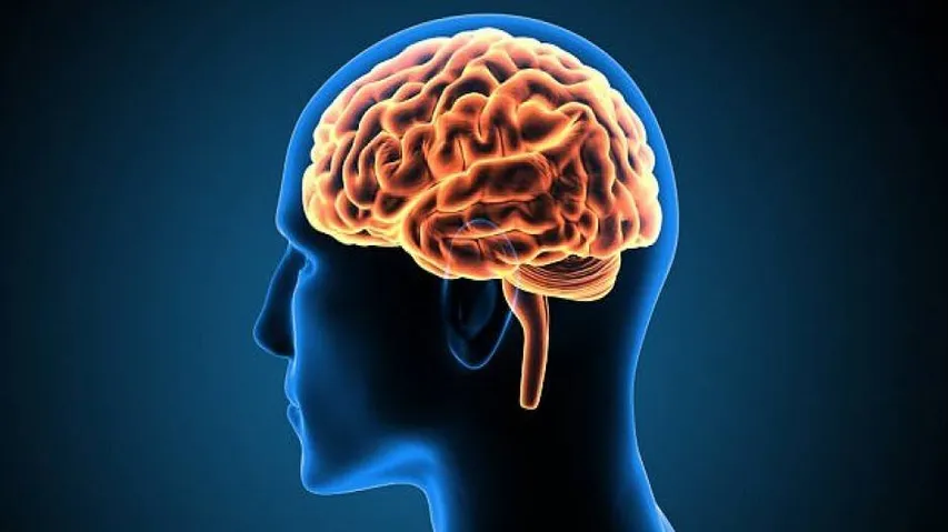 How humans got their bigger brains