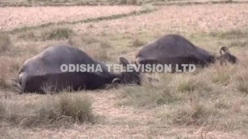 Buffalo deaths baffle farmers