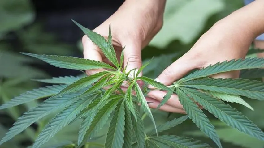 Prenatal cannabis use linked with low birth weights, shows study