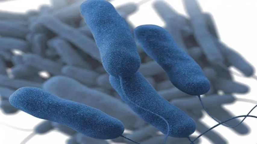 Carbohydrates could be key to improved malaria vaccine