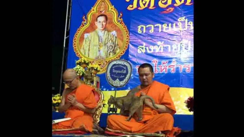 Monk succumbs to ‘cuteness bomb’ in this purrrr-fect video!