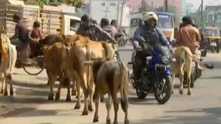 Stray cattle pose threat to motorists in Berhampur