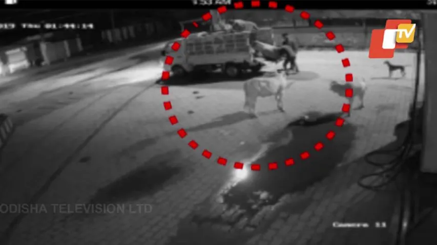 Footage Of 'Cattle Smuggling' In Khurda A Warning Bell For Police!