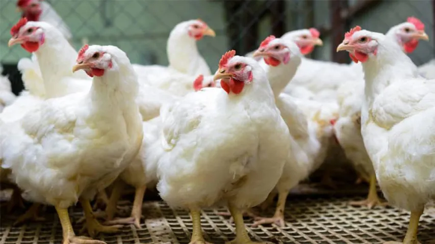 Chicken, Eggs Not Linked To Coronavirus: Odisha Poultry Forum Allays Fears