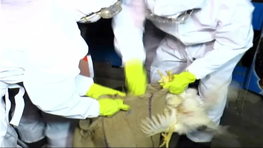 Avian flu: Ban on poultry sale for three months in Paradip