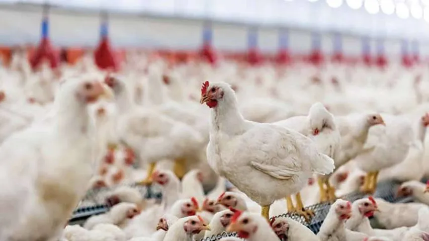 Even low levels of antibiotics in chicken can cause bacterial resistance