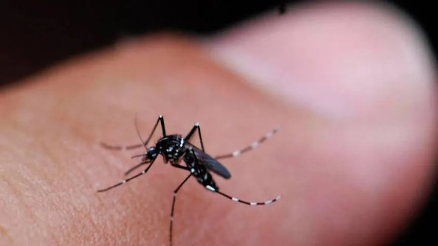 Decoded: How chikungunya virus causes arthritis pain