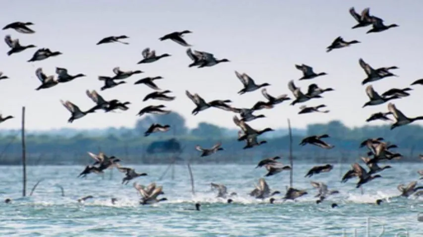 Precautionary measure in Chilika amid avian influenza scare
