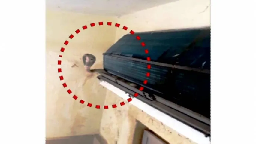 Deadly Cobra found inside AC