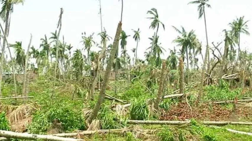 Op-Ed: A Ray of Hope for the Fani-hit Coconut Farmers