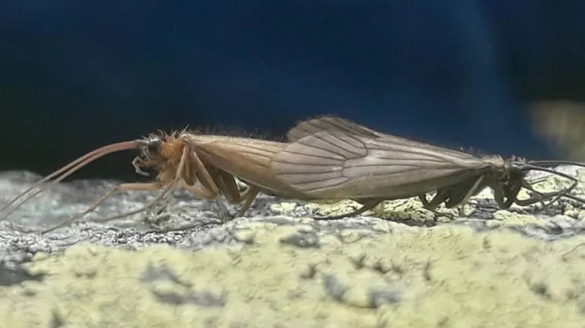 New Insect Species From Kosovo Named After Coronavirus