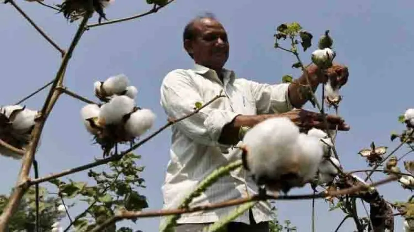 Cotton farmers in Nuapada staring at distress sale