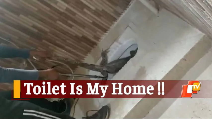 Bhubaneswar: Giant Bengal Monitor Lizard Rescued From Washroom Of A House