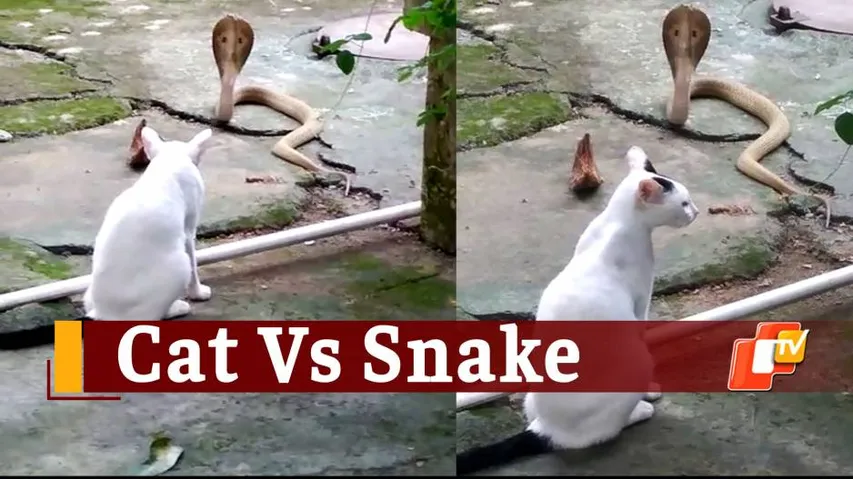 Brave Cat Stops Poisonous Cobra Snake From Entering Master’s House In Bhubaneswar