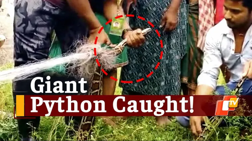 Giant Burmese Python Gets Trapped In Fish Net In Odisha