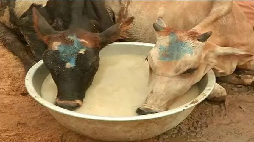 Cattle-laden truck seized; 50 cows dead, 50 more rescued