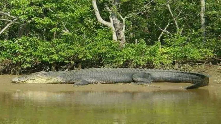 Crocodile Attacks On Rise In Odisha's Kendrapara district