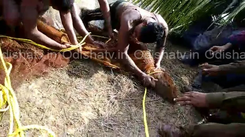 Croc captured from village pond near Deras