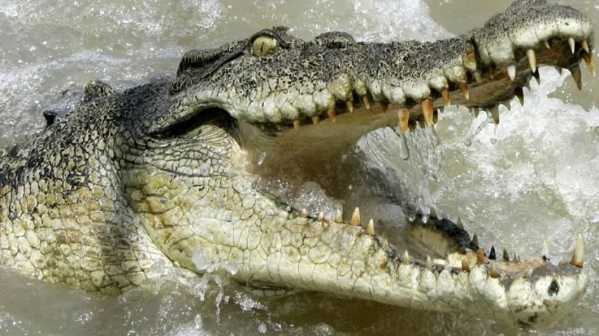 Man-croc conflict: One more woman critical in Kendrapara