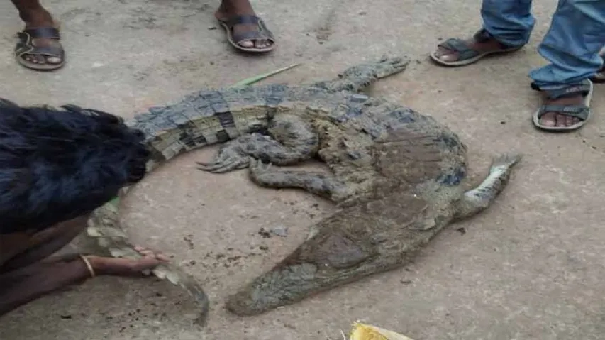 Odisha Villagers 'Capture & Eat' Crocodile; Forest Dept Constitute Teams To Nab Culprits