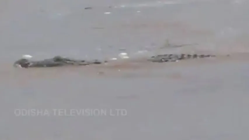 Crocodile in Mahanadi Flood Waters