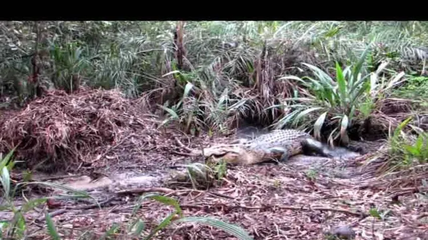Crocodile attack leaves villagers in Bhitarkanika panic-stricken