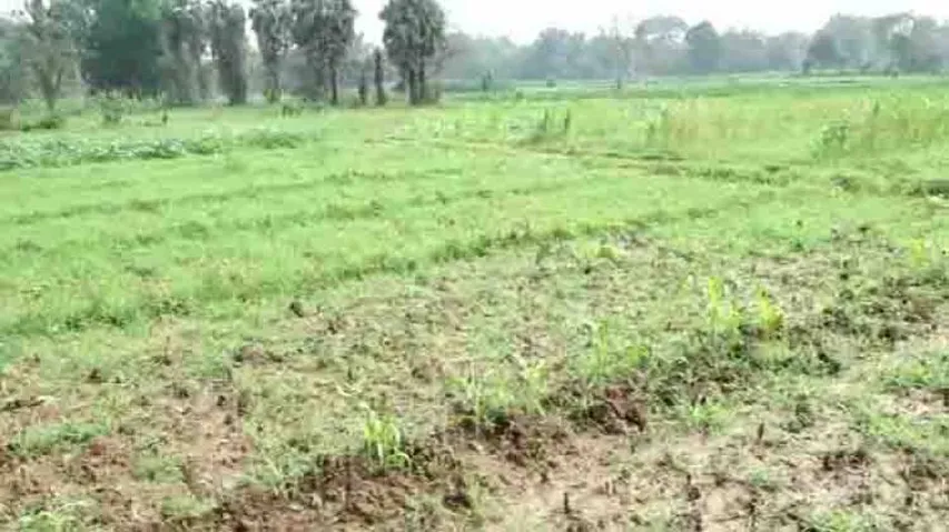 1.52 lakh hectare affected by cyclone Fani in Odisha